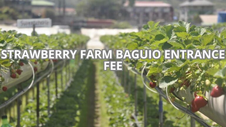 Strawberry Farm Baguio Entrance Fee Cover
